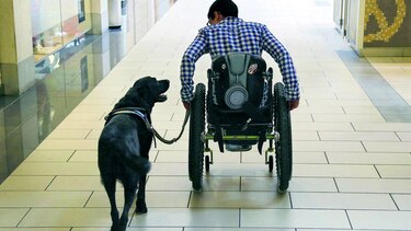 Su perro puede ser un genio