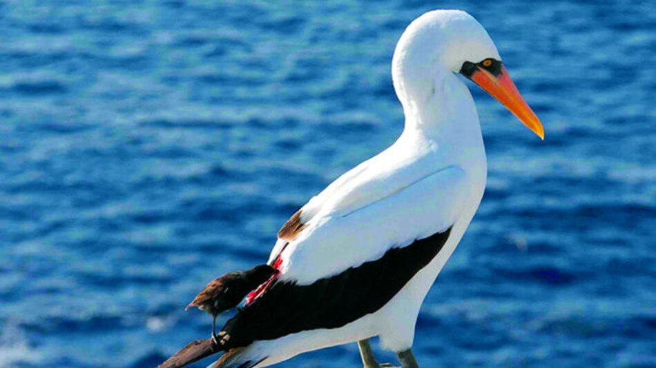 Aves vampiro, uno de los misterios de las Galápagos
