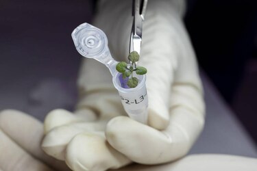 Científicos consiguen cultivar plantas en la Tierra con suelo lunar