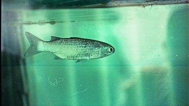 Peces más pequeños