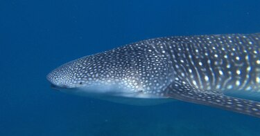 ¿En qué andan los tiburones ballena?