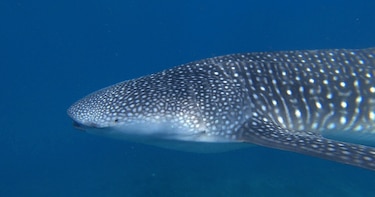 ¿En qué andan los tiburones ballena?