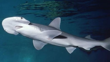 El GPS de la naturaleza: los tiburones usan campos magnéticos para orientarse