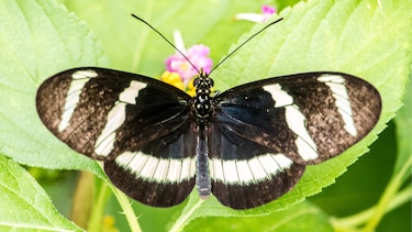 Las mariposas que desafían el tiempo
