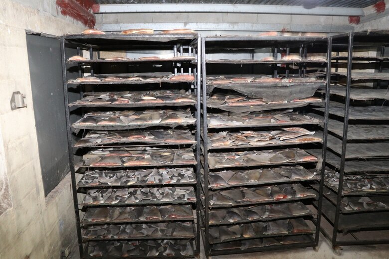 Operación Shark: decomisan 6.79 toneladas de aleta de tiburón; hay cinco aprehendidos