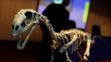 Restos fósiles de un dinosaurio hallado en Argentina podrían ser de la especie más grande de la historia