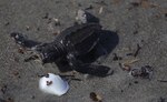 Calentamiento amenaza con 'freír' nidos de tortuga en el Pacífico panameño