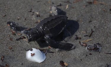 Calentamiento amenaza con 'freír' nidos de tortuga en el Pacífico panameño