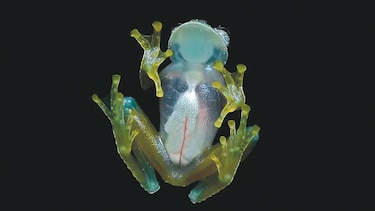 Descubren una nueva especie de rana de cristal en Ecuador