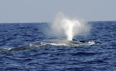Las ballenas azules son sobre todo diestras