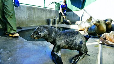 Mueren focas de guadalupe frente a California