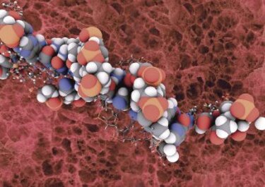 Estudian la variabilidad genética de los tapires