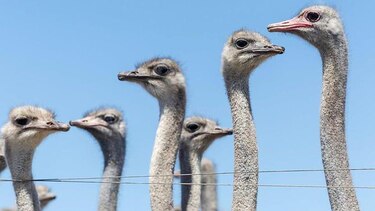 El caso de los 300 avestruces que fueron sacrificados en Canadá en medio de una enorme polémica que llegó a Estados Unidos