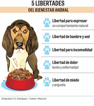 Que el espacio no limite el bienestar de su mascota