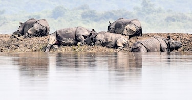 Animales salvajes tratan de ponerse a salvo de las lluvias monzónicas en India