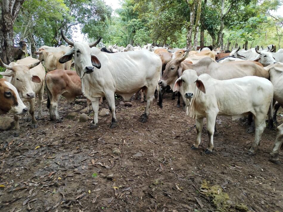 Nicaragua declara alerta sanitaria por gusano barrenador