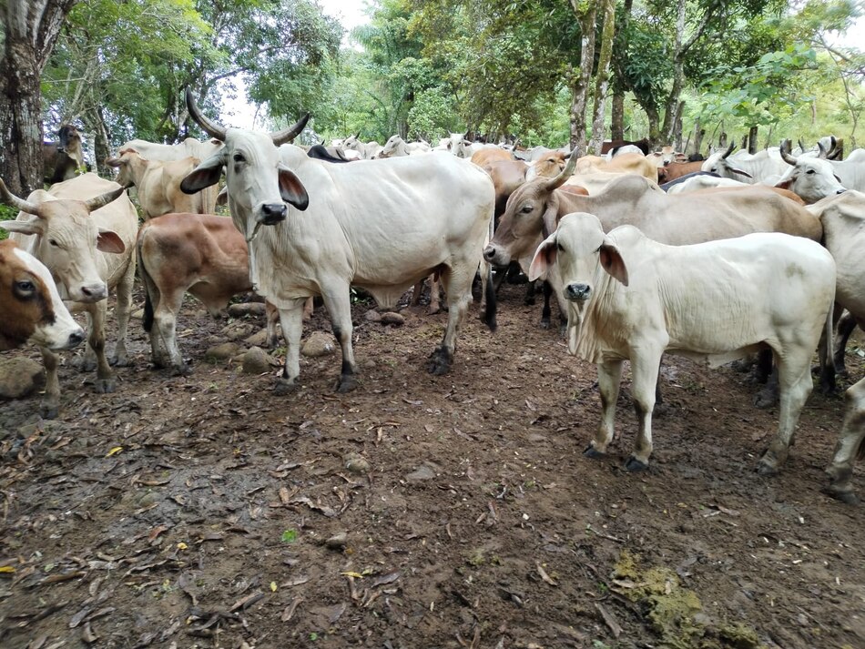 El clima le pasa factura al sector agropecuario; cae el sacrificio de ganado vacuno y porcino