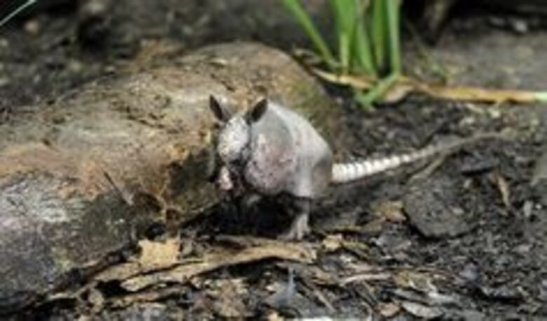 Al rescate de la fauna agreste