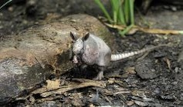 Al rescate de la fauna agreste