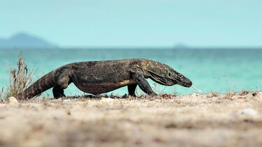 Los dragones de Komodo