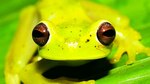 Por la conservación de los anfibios