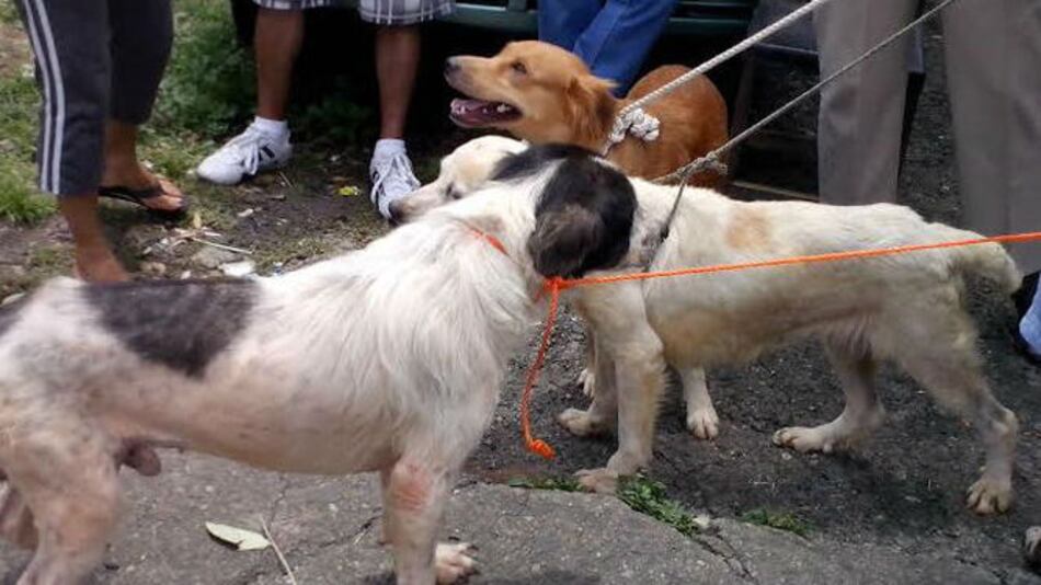 El rostro animal de las inundaciones en Juan Díaz y San Miguelito