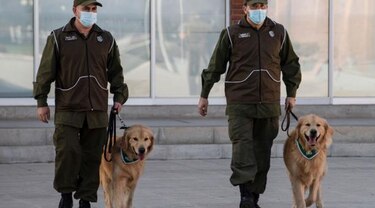 Policía chilena adiestra a perros para intentar detectar a los infectados de Covid-19