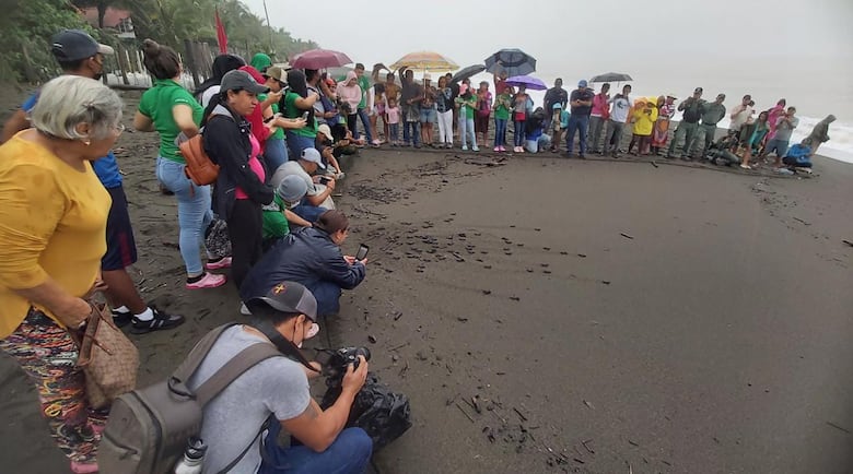 Tortugas buscan una mano amiga en los panameños