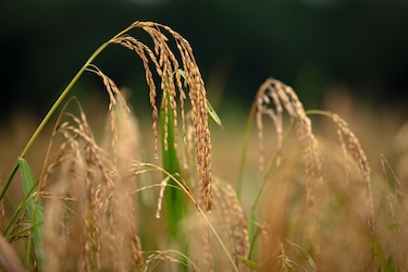 ¿Qué ocurre con el arroz en Panamá? Productores temen pérdidas en la cosecha mientras la industria justifica las importaciones