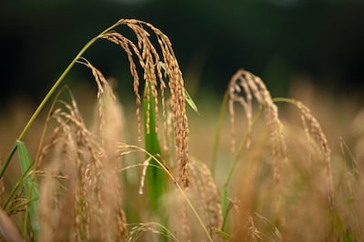 Gobierno avala medidas extraordinarias para la importación de semilla de arroz