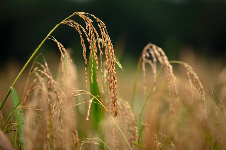 Ordenan auditoría a los subsidios agrícolas, el programa que ha costado $850 millones