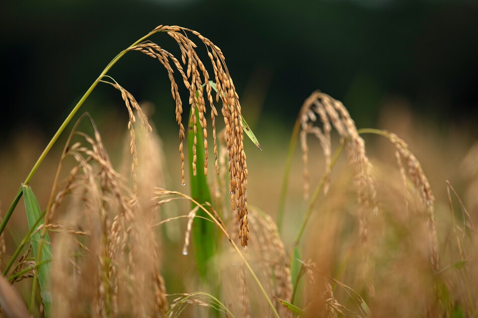 El precio de los alimentos registró en septiembre su mayor aumento en 18 meses, según FAO