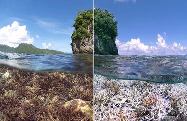 Los océanos se quedan sin oxígeno por calentamiento global