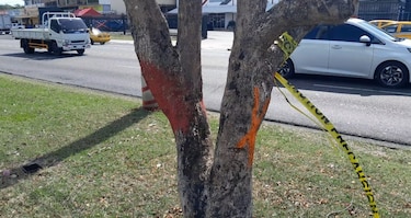 Miambiente advierte que ampliación de la Vía España no puede talar árboles sin EIA aprobado