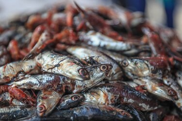 Perú abre la segunda temporada de pesca de anchoveta