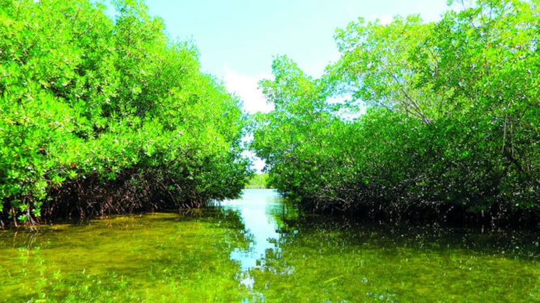 Premiarán iniciativas ambientales