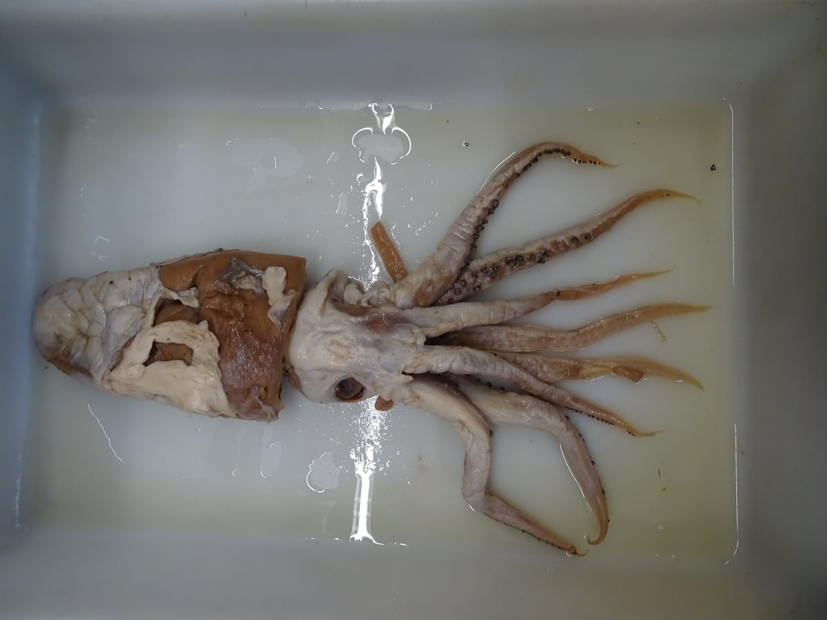 El calamar de Poseidón, un descubrimiento en el top 10 de especies extraordinarias