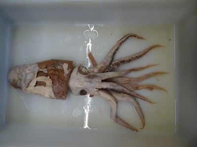 El calamar de Poseidón, un descubrimiento en el top 10 de especies extraordinarias