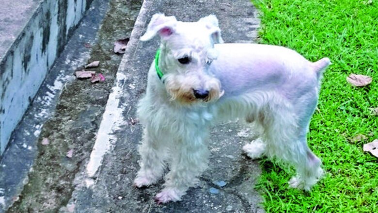 Pototita, dulce y destructora