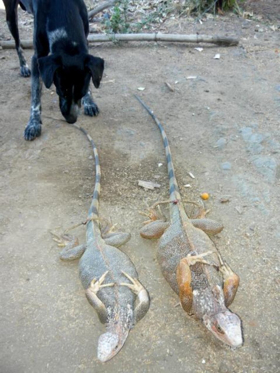 En la zona central de Azuero preocupa la disminución de las iguanas