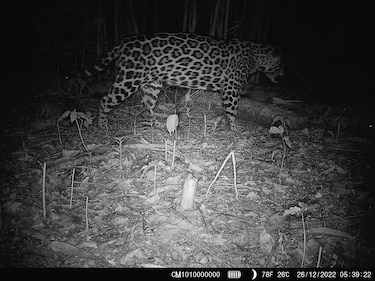 Corredor del Caribe, una carretera que desplaza especies en peligro de extinción