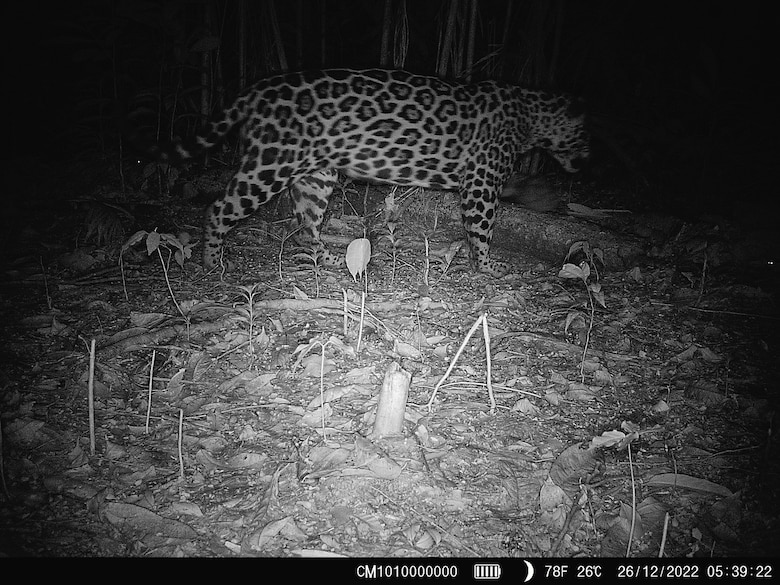 Corredor del Caribe, una carretera que desplaza especies en peligro de extinción