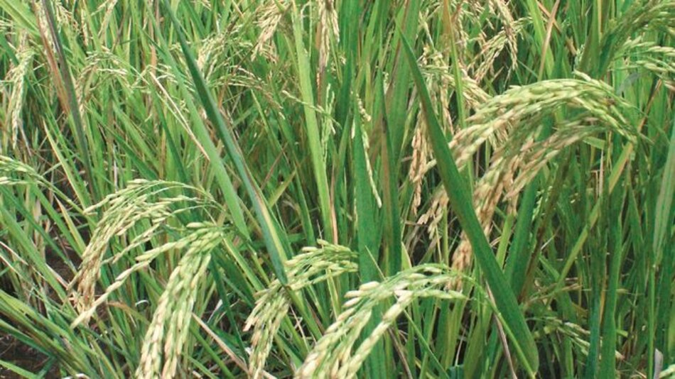 Rescatan semillas de arroz de colores