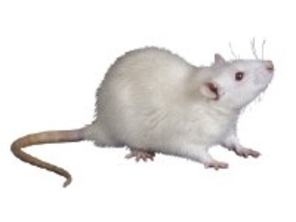 Las ratas no son tontas