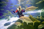 Papá Noel se da un chapuzón entre tiburones en Río de Janeiro