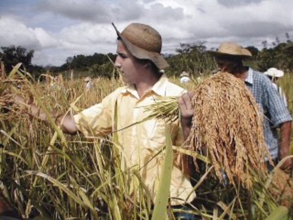Producción agrícola ha retrocedido 34%