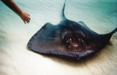 Rayas, peces primitivos