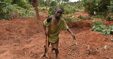 Las plantaciones de cacao marfileñas se convierten en minas de oro clandestinas