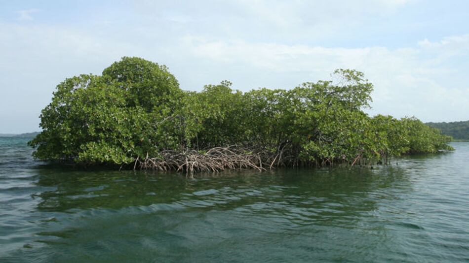Sinaproc rescata a extranjera que estaba desaparecida en isla Bastimentos