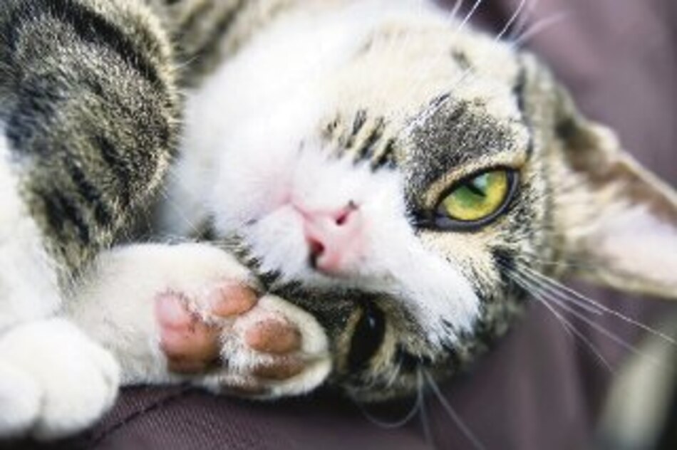 Ronroneo manipulador